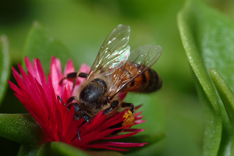 Apis mellifera